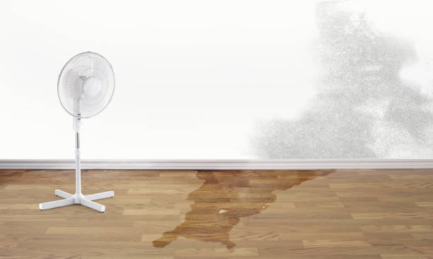Best Basement water damage restoration  in Nanakuli, HI